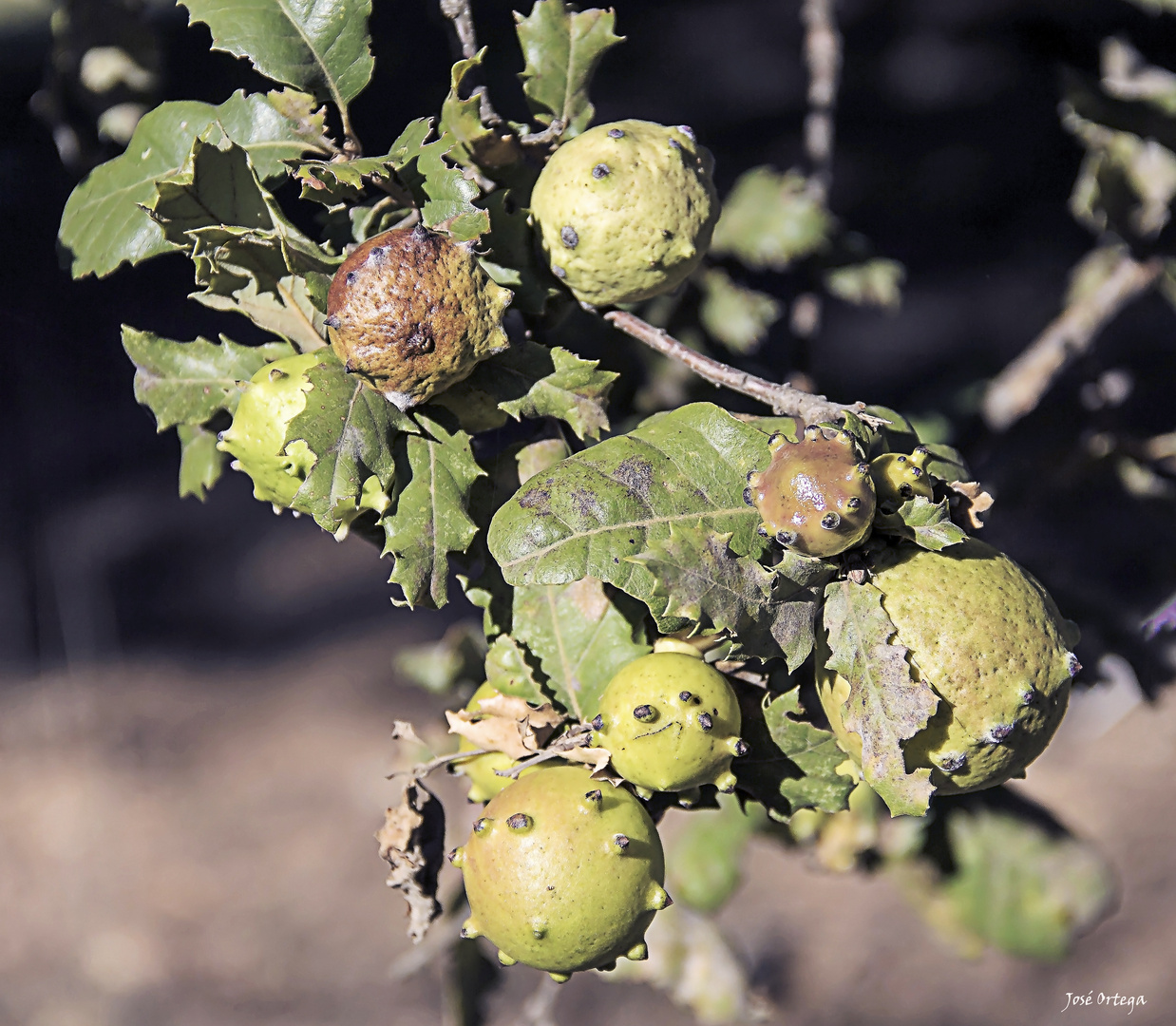 Agallas del roble