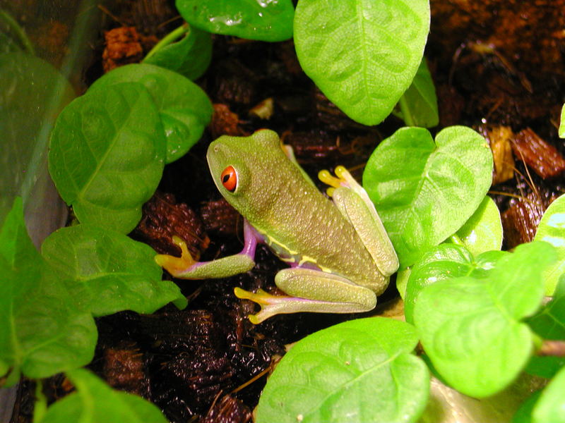 Agalychnis callidrayas - Rotaugen Laubfrosch - Namens Pancho