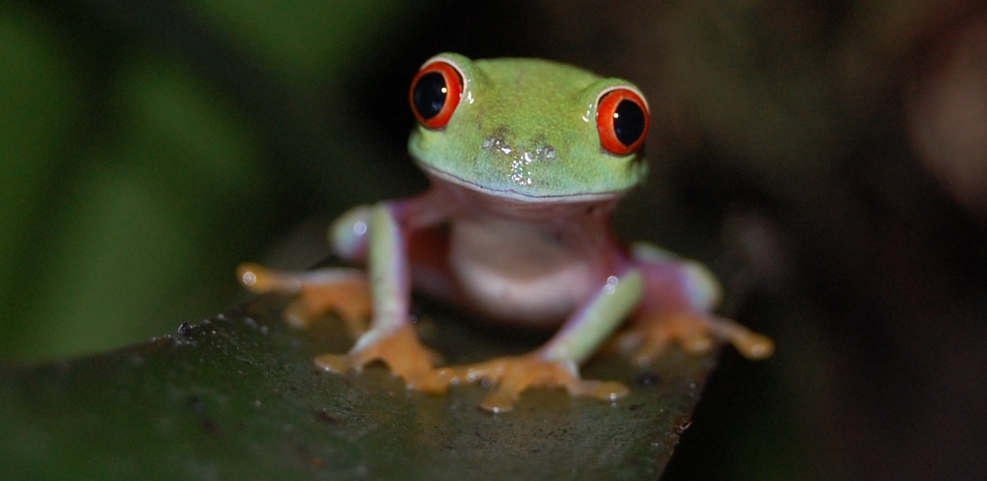 Agalychnis Callidrya Hubert