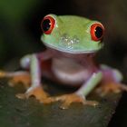 Agalychnis Callidrya Hubert