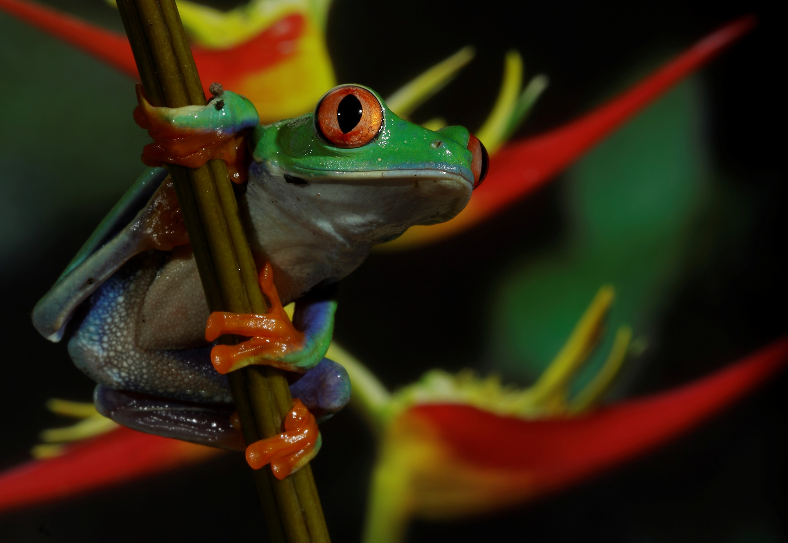 Agalychnis callidryas