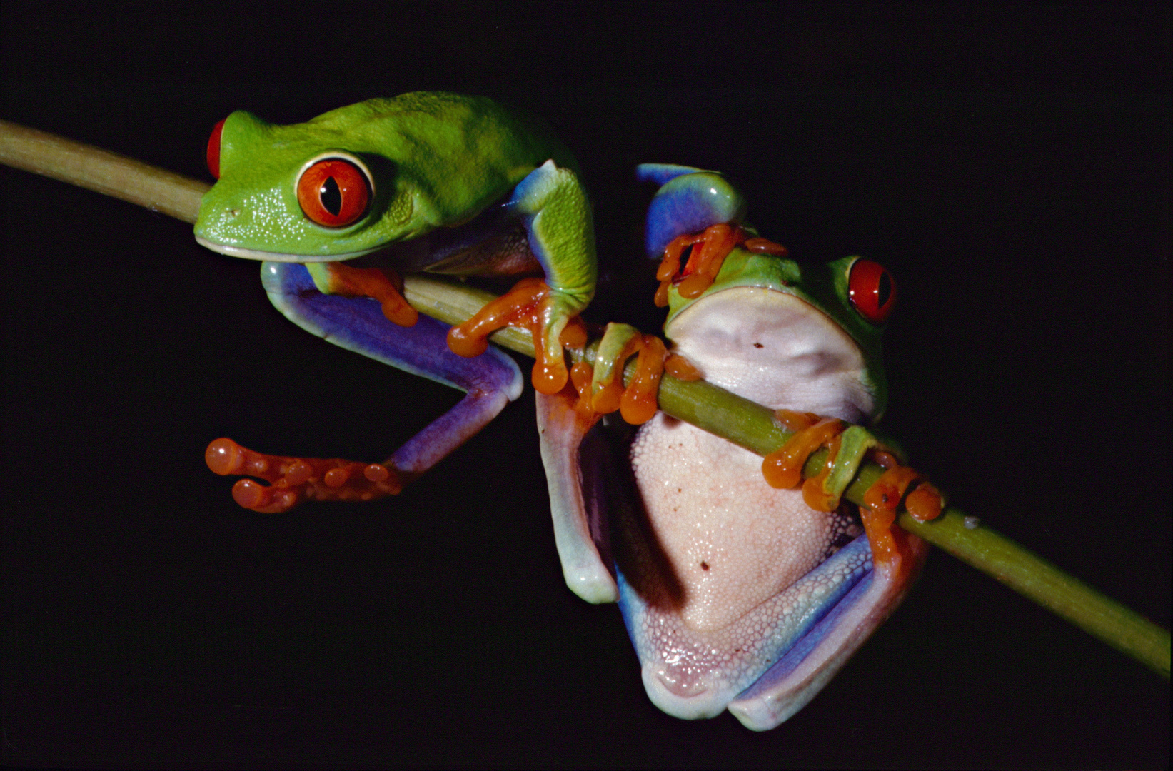 Agalychnis callidryas