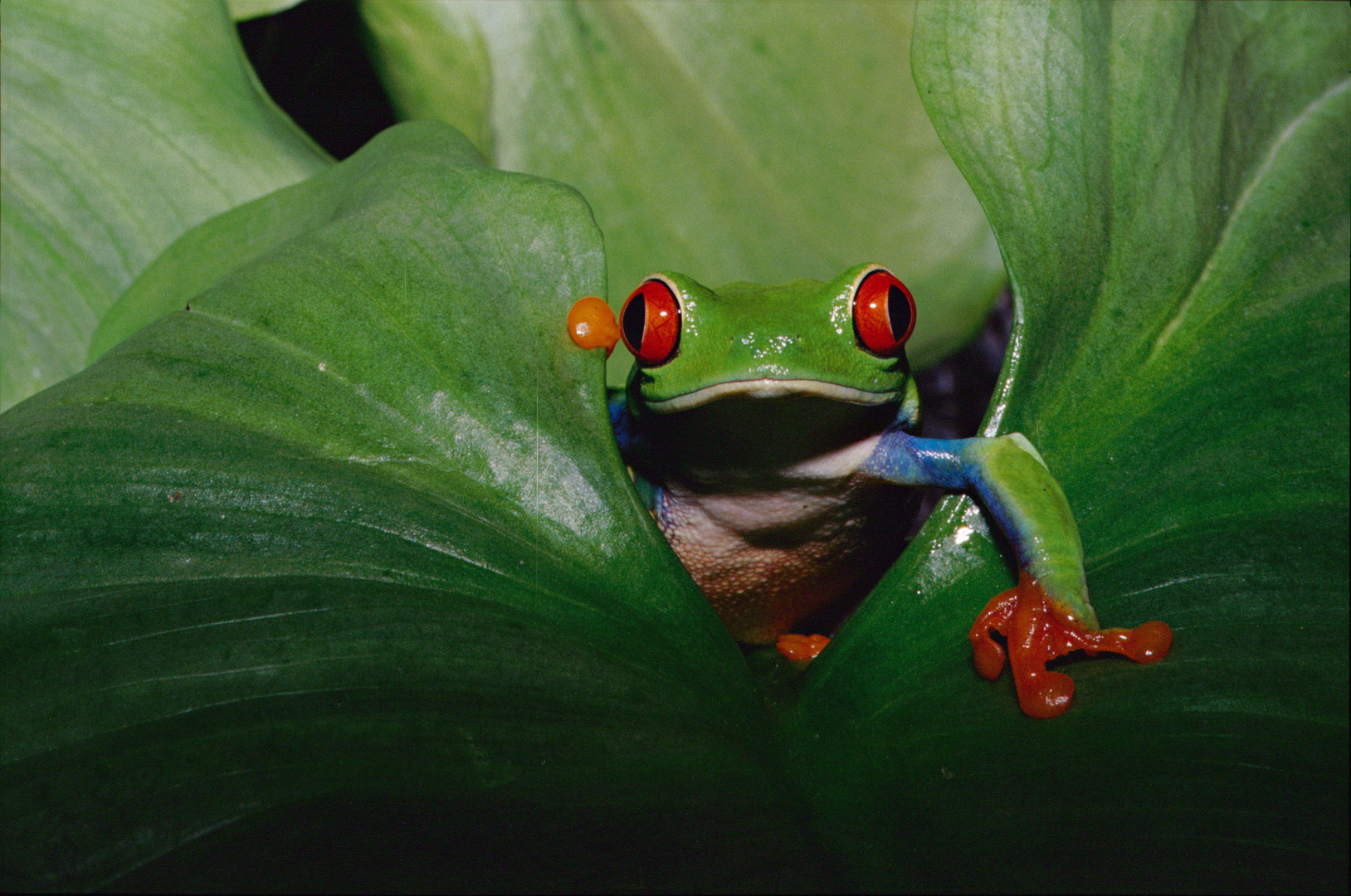 Agalychnis callidryas