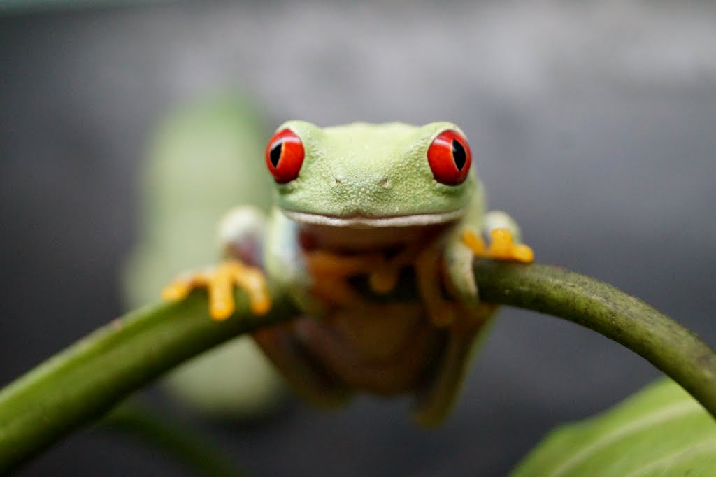 Agalychnis callidryas