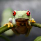 Agalychnis callidryas