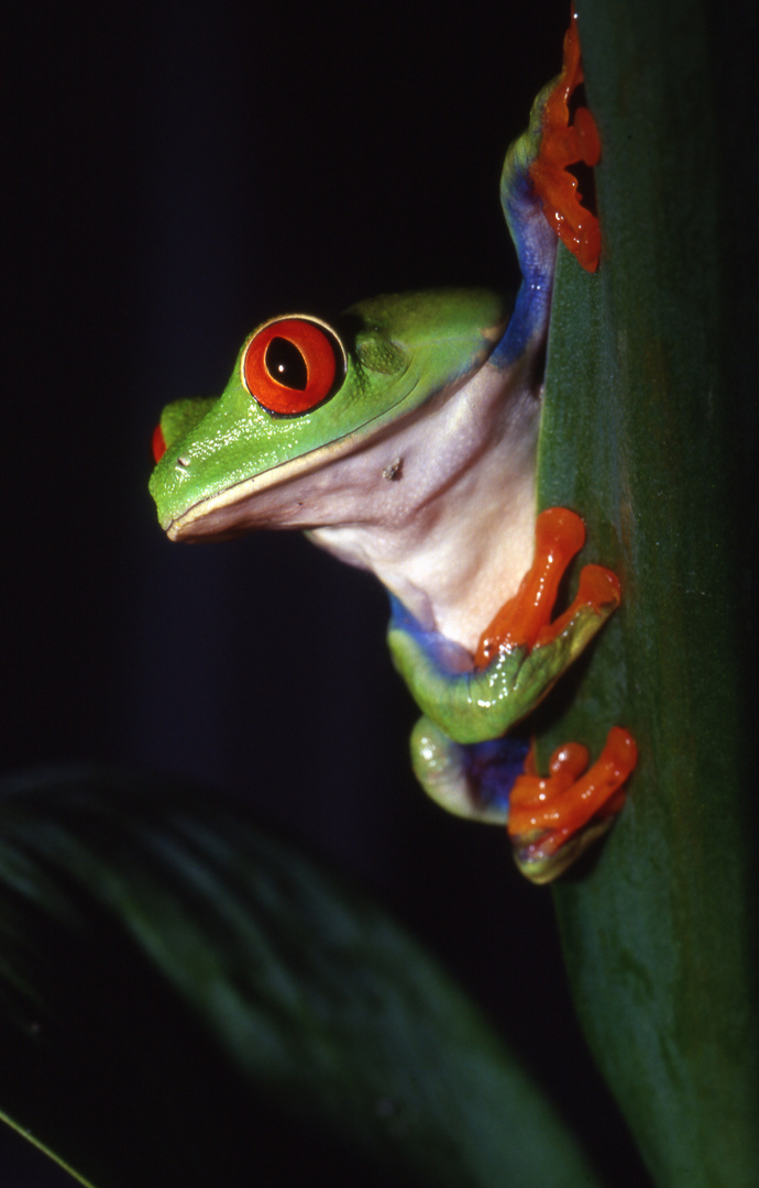 Agalychnis callidryas