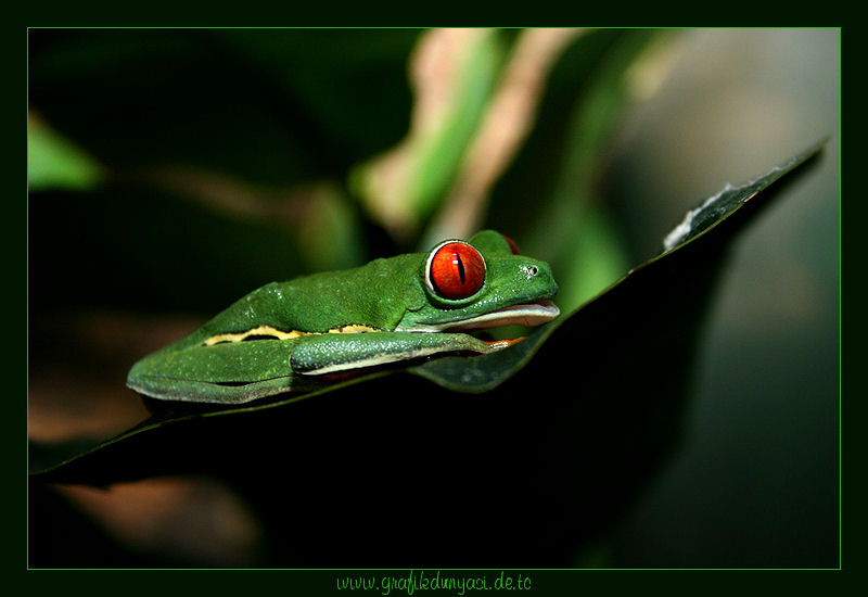 Agalychnis callidryas - Rotaugenlaubfrosch