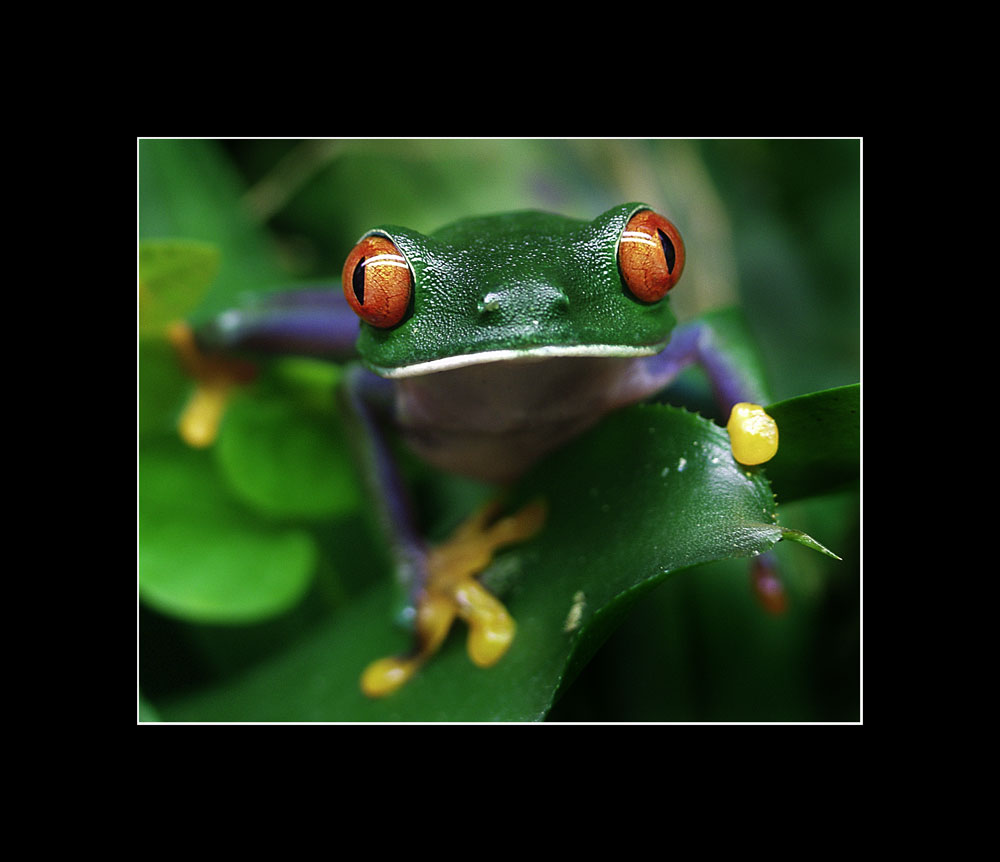 Agalychnis callidryas (Rotaugenlaubfrosch)