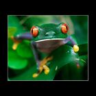 Agalychnis callidryas (Rotaugenlaubfrosch)