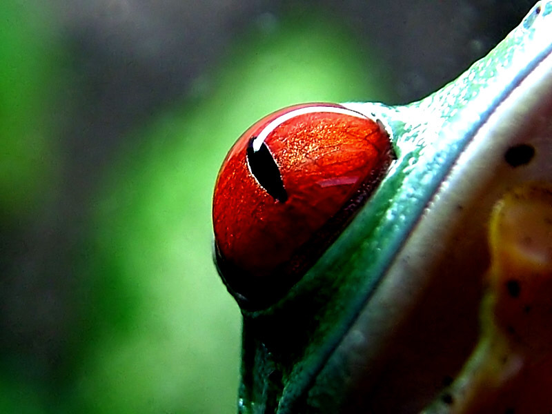 agalychnis callydrias