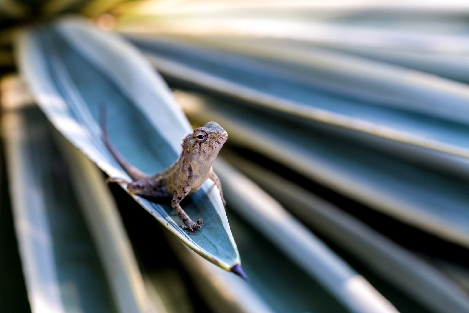 Agama Foto & Bild tiere, wildlife, amphibien & reptilien Bilder auf
