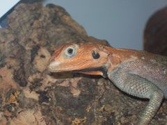 Agama lionotus 2