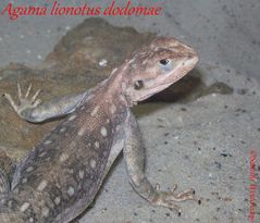 Agama lionotus dodomae