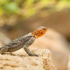 Agama Lizard - Afrikanische Regenbogen-Eidechse