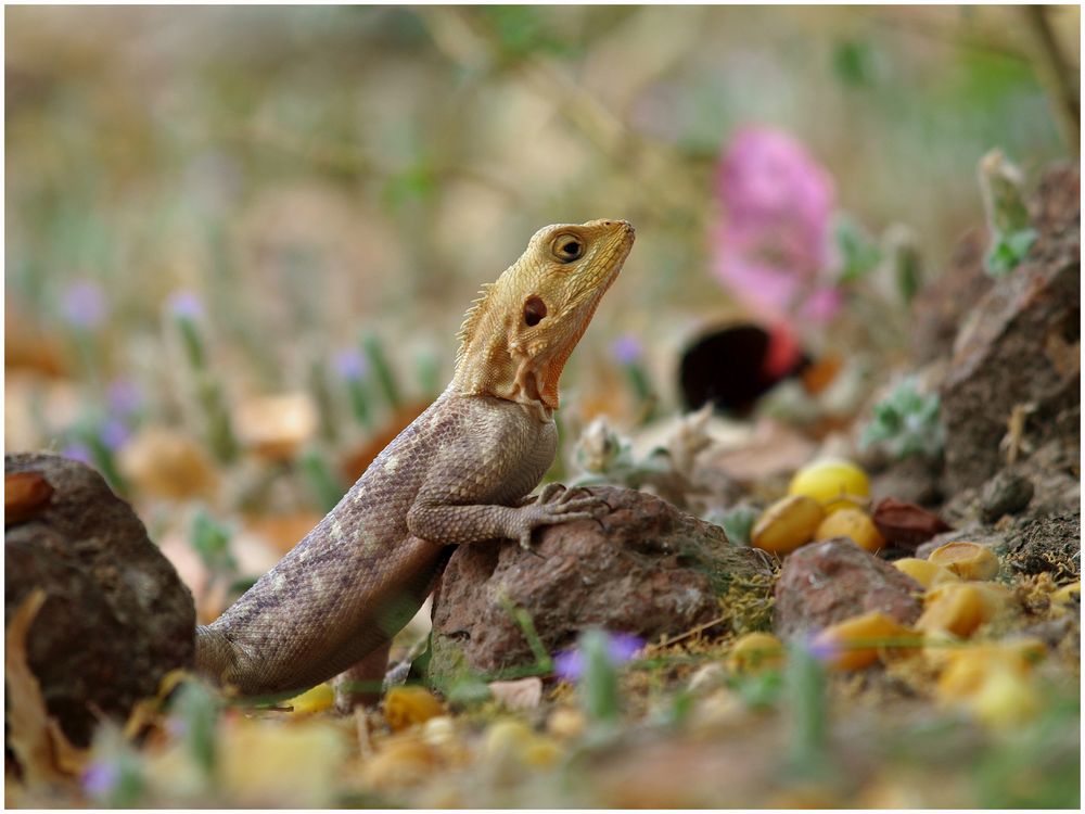 Agama lizard