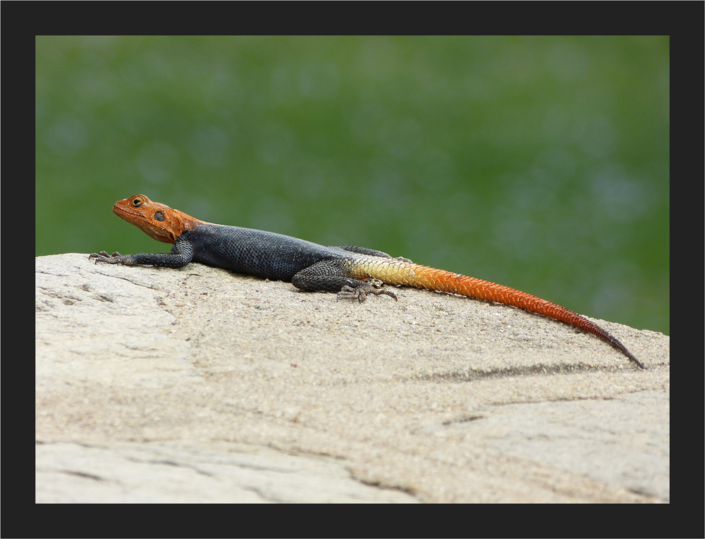 Agama planiceps