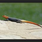 Agama planiceps