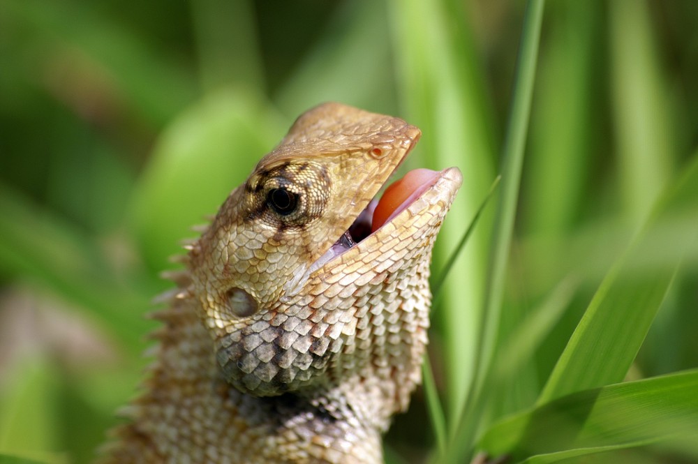 Agamart in Thailand beim Sonnen