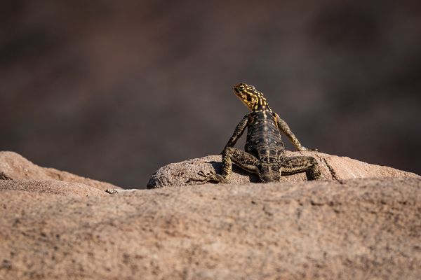 Agame am Grootberg Canyon
