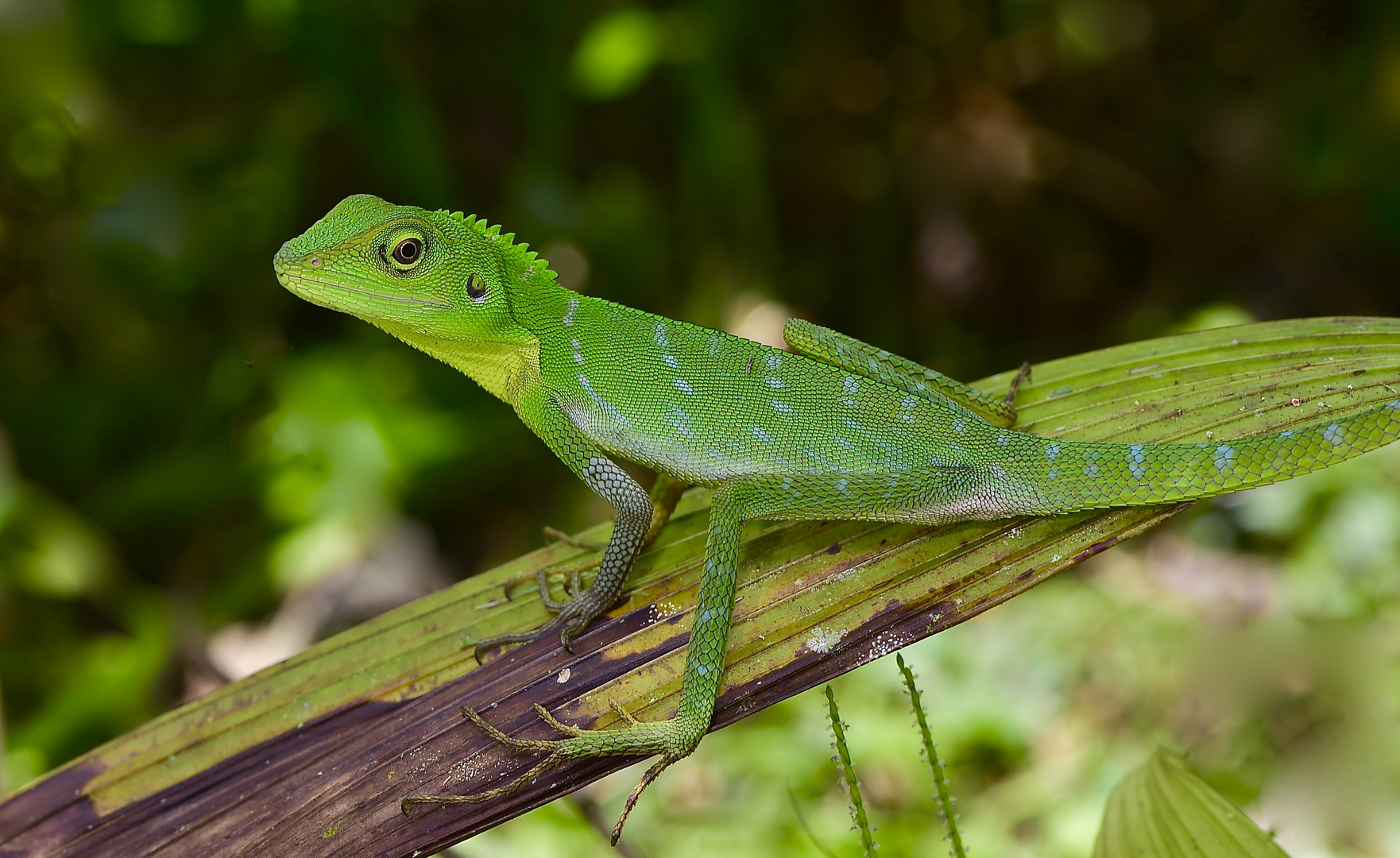 Agame aus dem Regenwald von Borneo