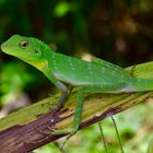 Agame aus dem Regenwald von Borneo