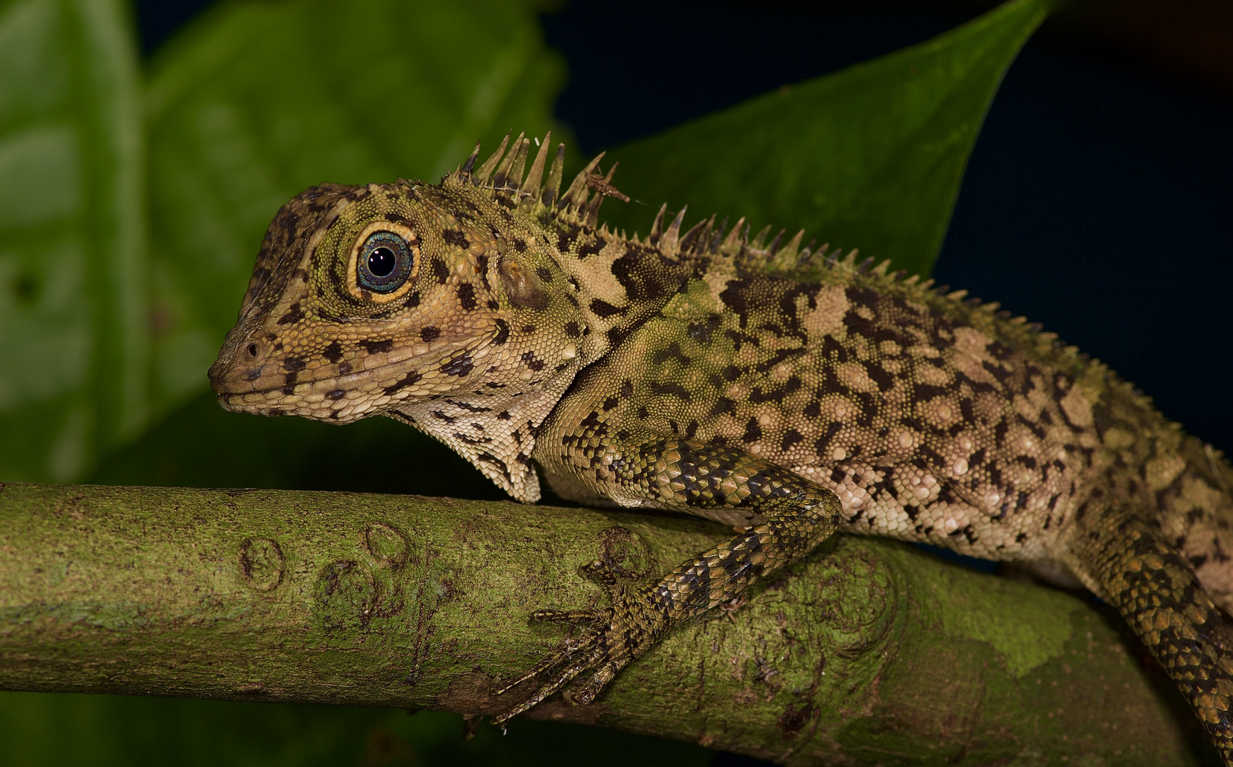 Agame aus dem Tropischen Regenwald von Borneo