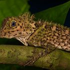 Agame aus dem Tropischen Regenwald von Borneo