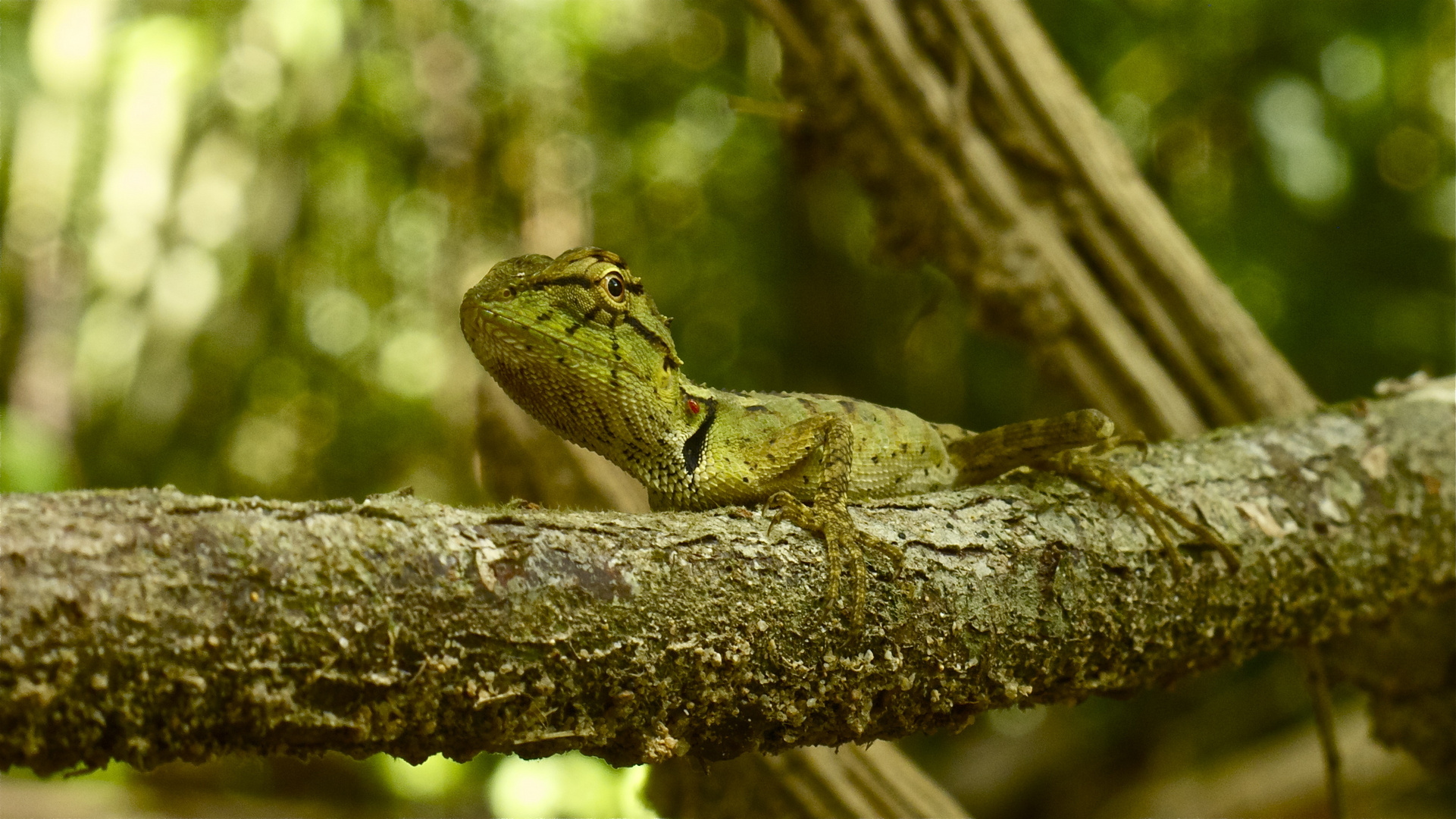 Agame im Khao Sok National Park