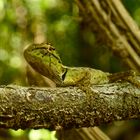 Agame im Khao Sok National Park