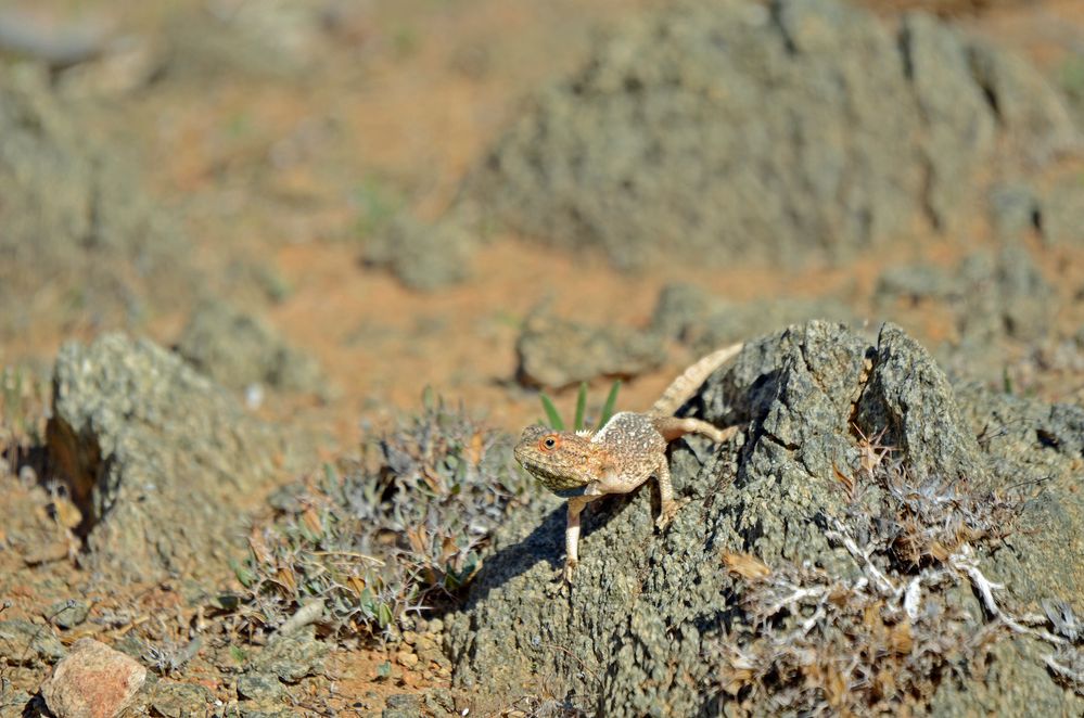 Agame im Richtersveld NP