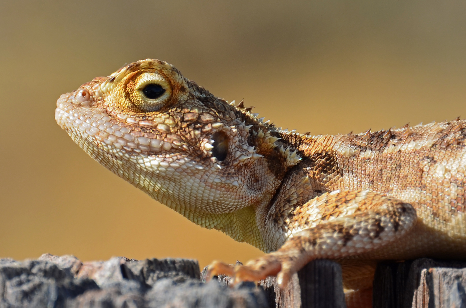 Agame in der Kalahari