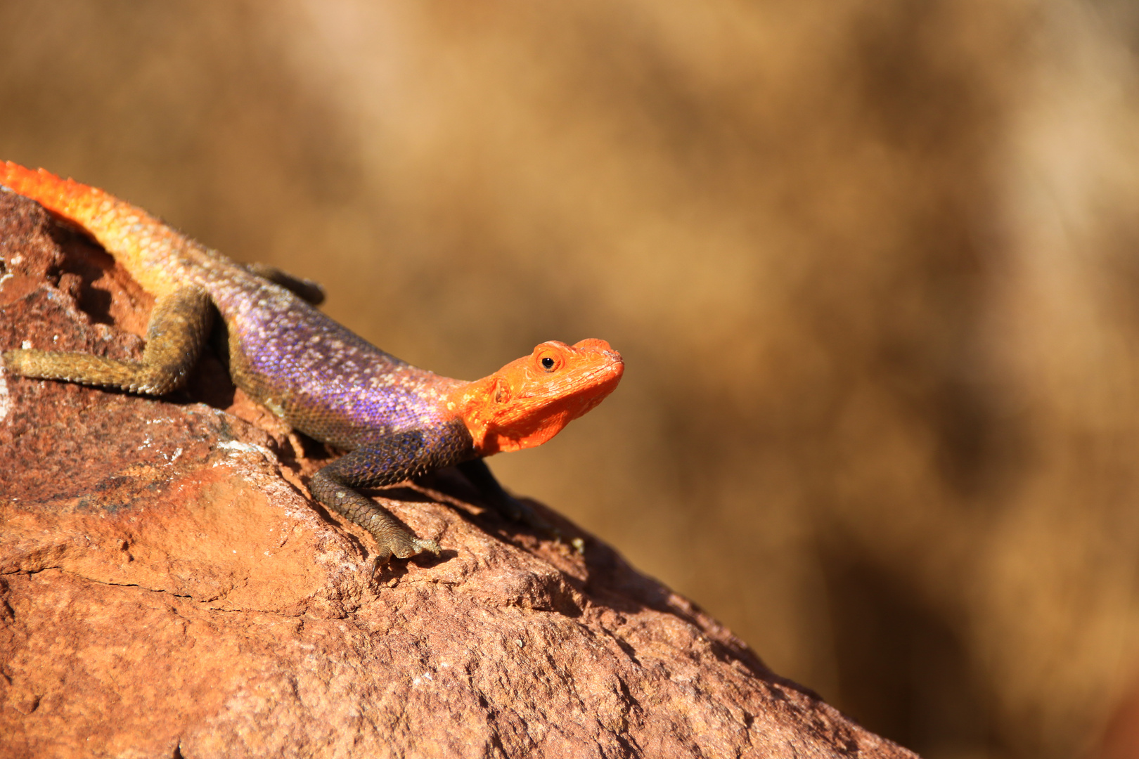 Agame Twyfelfontein