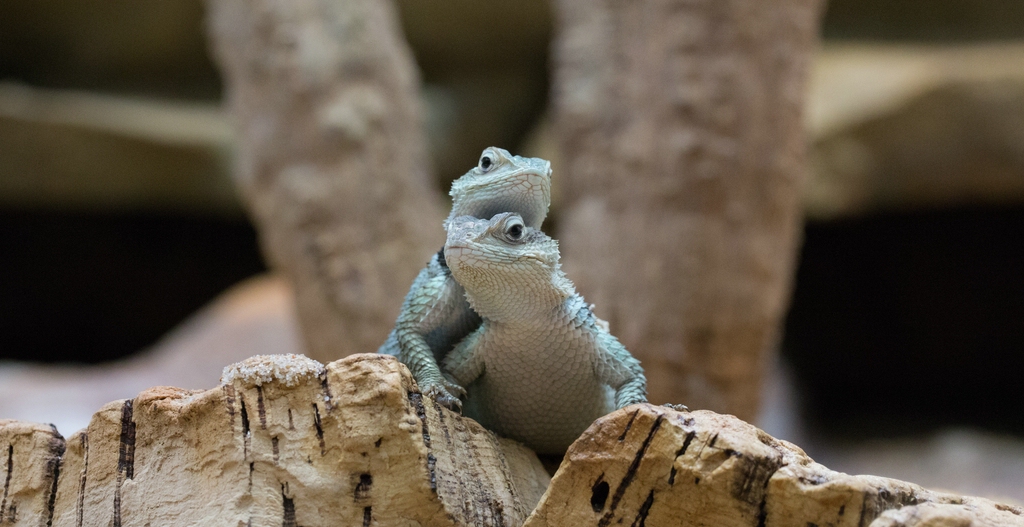 Agamen im ZOO Aquarium Berlin