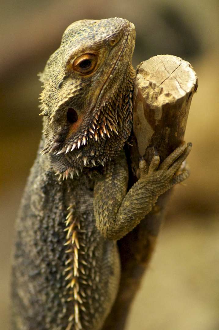 Agamen (Leguan)