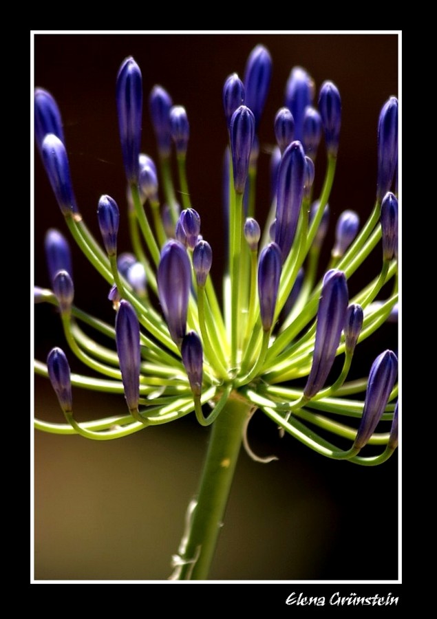 Agapando ( Agapanthus Umbellatus )