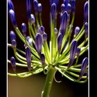 Agapando ( Agapanthus Umbellatus )