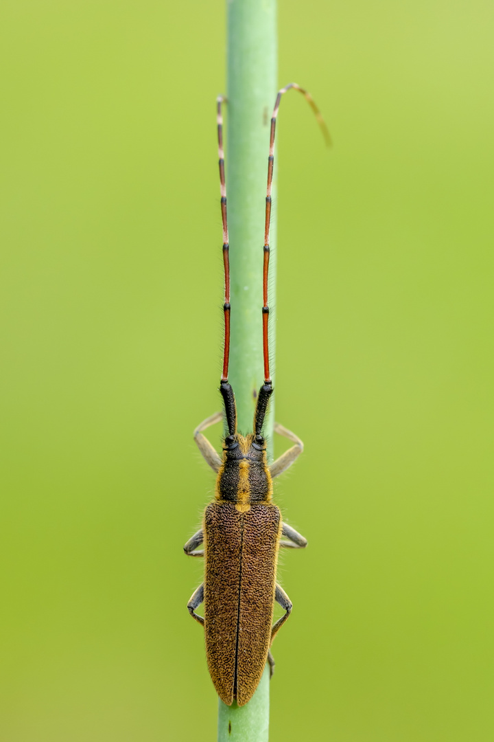 Agapanthia arriba.