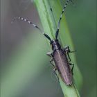 Agapanthia cardui (Linnaeus, 1767)