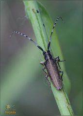 Agapanthia cardui (Linnaeus, 1767)