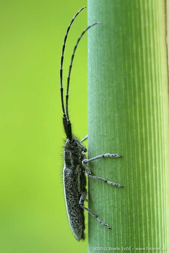 Agapanthia cardui - vrzunik