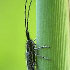 Agapanthia cardui - vrzunik