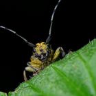 Agapanthia villosaviridescens (Bockkäfer)