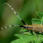 Agapanthia villosoviridescens 