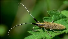 Agapanthia villosoviridescens 