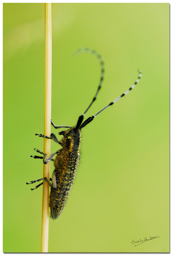 ... Agapanthia villosoviridescens ...