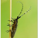 ... Agapanthia villosoviridescens ...