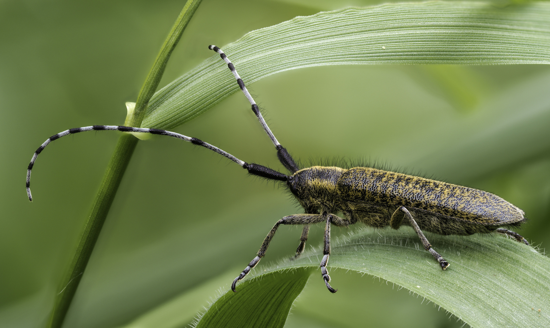 Agapanthia villosoviridescens #2