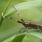 Agapanthia villosoviridescens #2