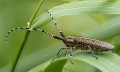 Agapanthia villosoviridescens #2