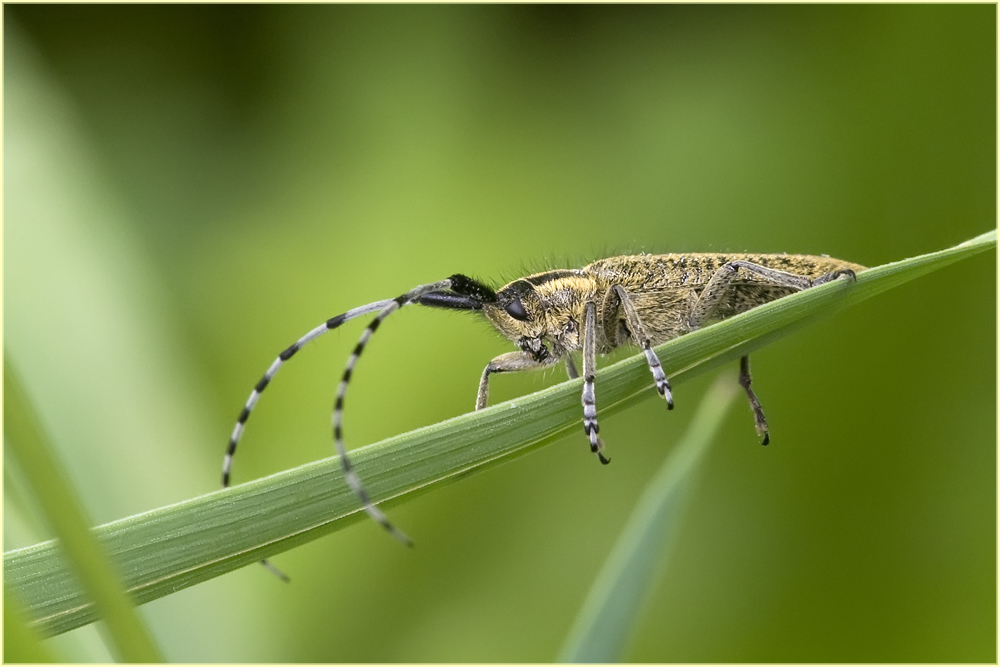 Agapanthia villosoviridescens